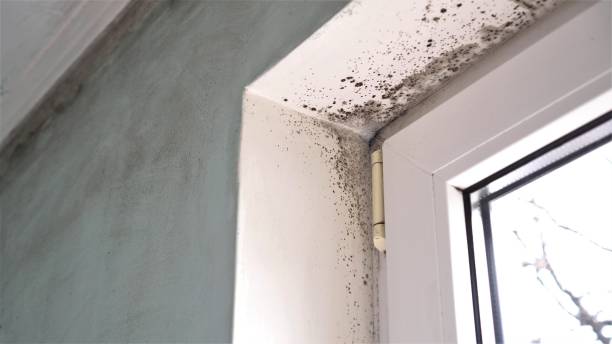 Professional Mold Removal in Galt, CA
