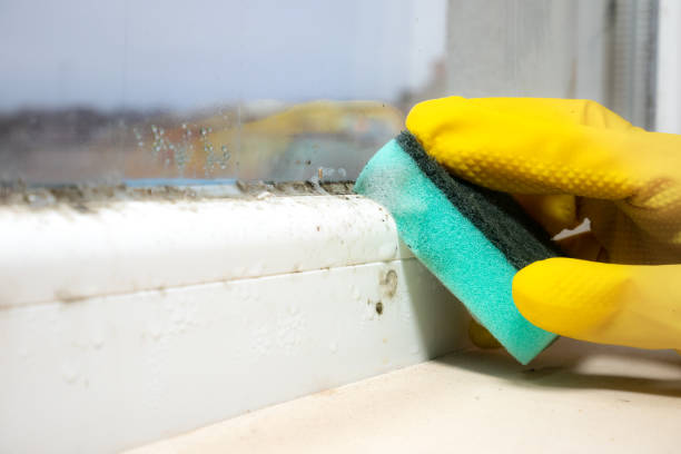 Best Office Mold Removal Services  in Galt, CA