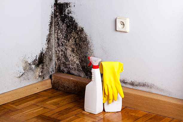 Best Attic Mold Removal  in Galt, CA